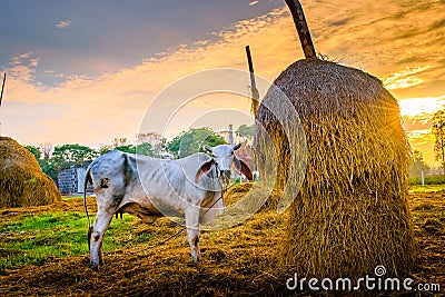 Cow in the stable Stock Photo