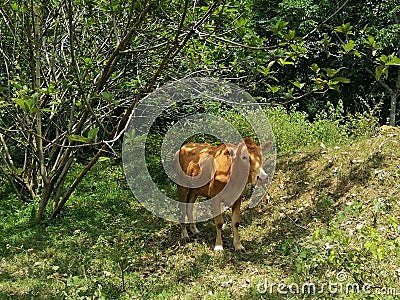 Cow is standing under a tree in the meadow closeup for eating grasses. Stock Photo