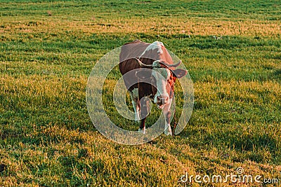 Cow strapped to a leash grazes in a meadow, a Ukrainian village. Breeding cows in the countryside Stock Photo