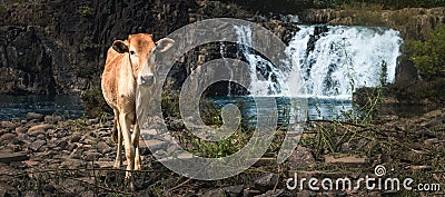 Cow at Tad Faed waterfall. Laos landscape. Panorama Stock Photo
