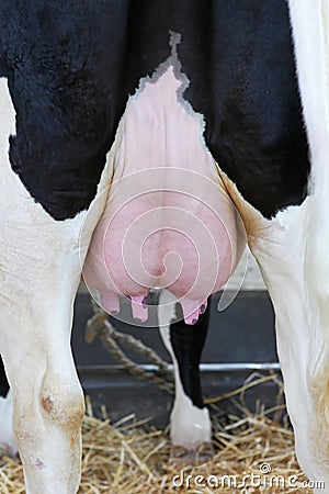 Cow teats Stock Photo