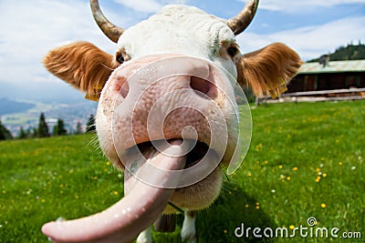 Cow with tongue Stock Photo