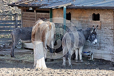 A Cow and Two Donkeys Feeding in a Farm Stock Photo
