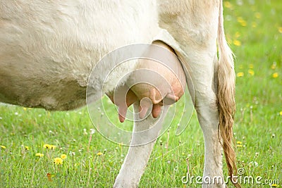 Cow udder Stock Photo