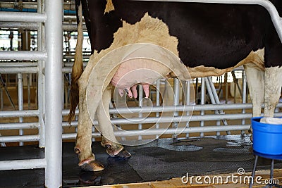 cow udder in milking hall Stock Photo