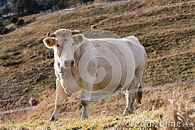 Cow in Vall d Incles, Canillo, Andora. Stock Photo