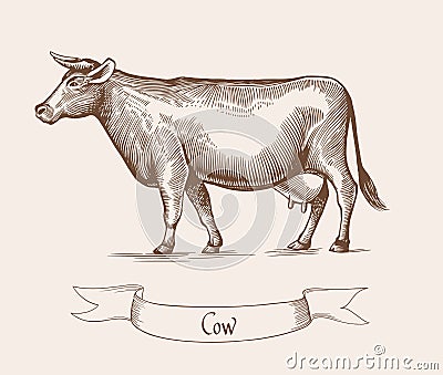 Cow. Vector illustration in Vintage engraving style. Can be used as grunge label or sticker image. Vector Illustration