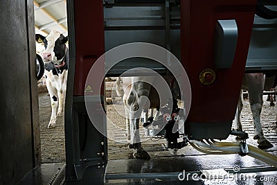 cow waits for her turn at milking robot Stock Photo