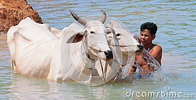 Cow wash in cambodia Editorial Stock Photo