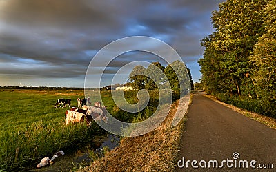 Cow in the water Stock Photo