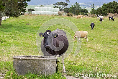 Cow Water Trough Stock Photo