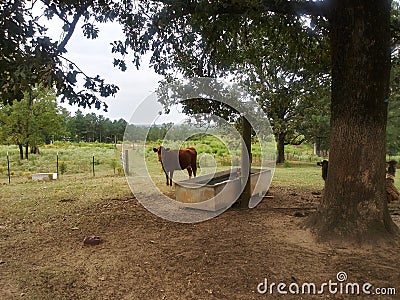 Cow at water trough in pasture Stock Photo