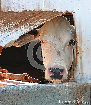 Cow in window Stock Photo