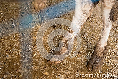 Cow& x27;s foot.Cow& x27;s legs in the cow stall Stock Photo