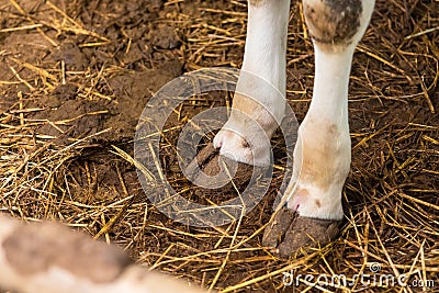 Cow& x27;s foot.Cow& x27;s legs in the cow stall Stock Photo