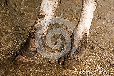 Cow& x27;s foot.Cow& x27;s legs in the cow stall Stock Photo