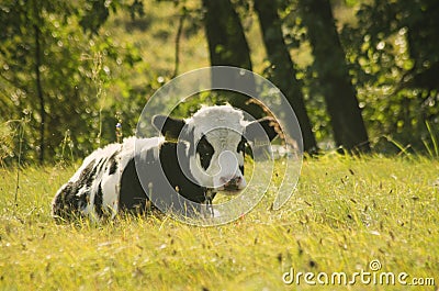 Cow youngster Stock Photo