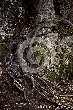 Coward, three, autumn, rock, Karelia Stock Photo