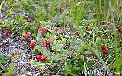 Cowberries, red berries and greem leaves Stock Photo