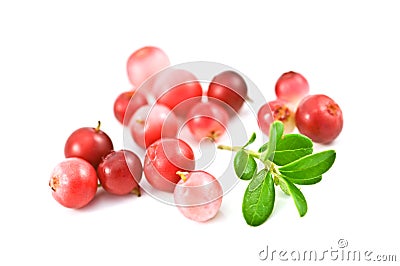 Cowberry Stock Photo