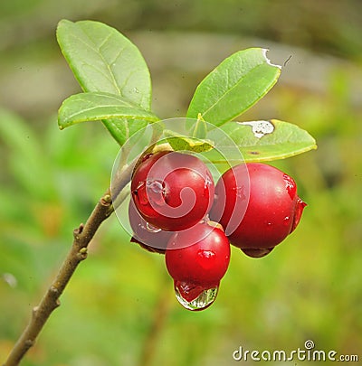 Cowberry. Stock Photo