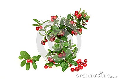 Cowberry Stock Photo