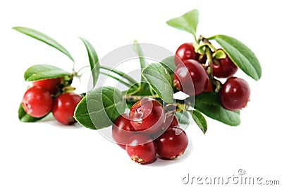 Cowberry Stock Photo