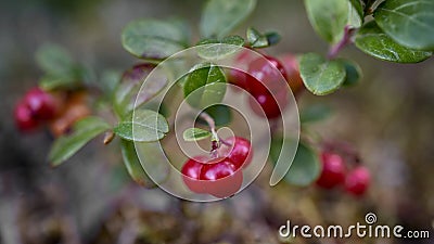 Cowberry bush close up on Moss Reindeer surface top view Stock Photo