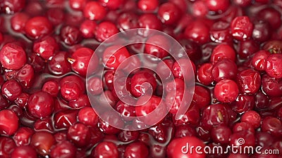 Cowberry, Cranberry nah mineralstoffreiche und vitaminreiche Erzeugnisse Beeren dreht sich in einem Schuss Cowberry, Cranberry stock video Cowberry, Cranberry nah mineralstoffreiche und vitaminreiche Erzeugnisse Beeren dreht sich in einem Schuss Cowberry, Cranberry stock video