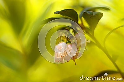 Cowberry flowers. Stock Photo