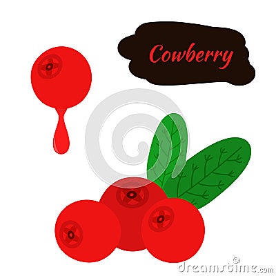 Cowberry, lingonberry in flat style. Sweet red forest berry. Cranberry Stock Photo