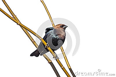 Cowbird Perched on a branch Stock Photo