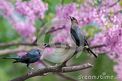 Cowbird Stretch Stock Photo