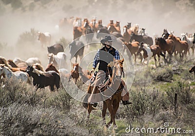 Cowboy with black hat and sorrel horse leading horse herd at a gallop Editorial Stock Photo