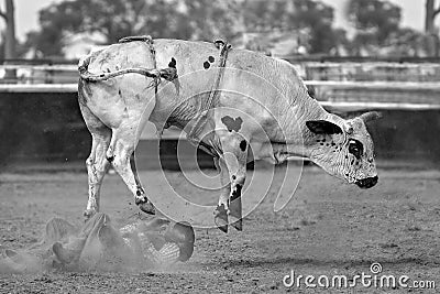 Cowboy Bucked Off Bucking Bull Stock Photo