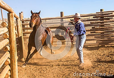 Cowboy Catching Horse in the Corral Stock Photo