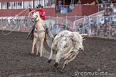 Cowboy chases wild bull. Editorial Stock Photo