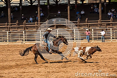 A Cowboy And His Horse Chasing Calf At Rodeo Editorial Stock Photo