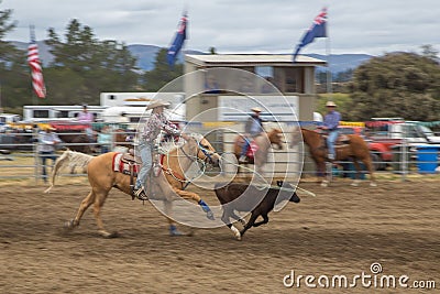 Cowboy on a horse catching a dark brown calf Editorial Stock Photo