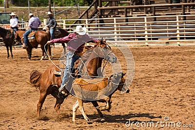 Cowboy and Horse Chasing Calf at Rodeo Editorial Stock Photo