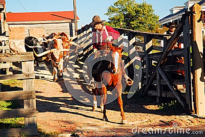 A cowboy leads Texas longhorns from their pens Editorial Stock Photo