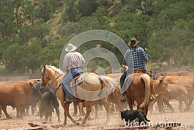 Cowboy Life Stock Photo