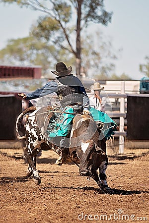 Cowboy Riding A Bucking Bull In A Rodeo Editorial Stock Photo