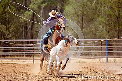 Calf Roping At An Australian Country Rodeo Stock Photo