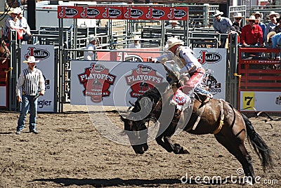 Cowboy riding wild horse Editorial Stock Photo