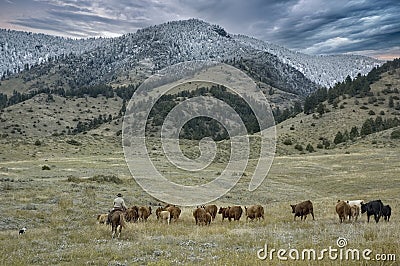 Cattle roundup in Montana foothills Stock Photo