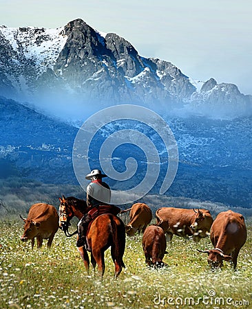 Cowboy watching the herd Stock Photo