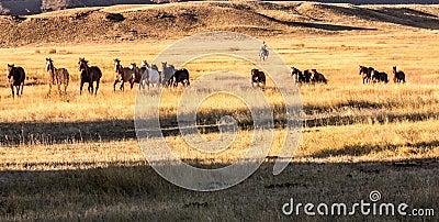 Cowboy Wrangling a Herd of Horses Stock Photo