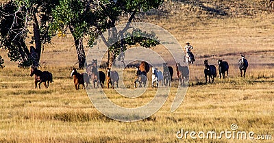 Cowboy Wrangling a Herd of Horses Stock Photo