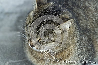 Cower cat on the street. Kitty in need of home. Stock Photo